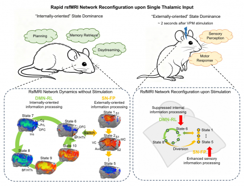 Single-pulse optogenetic activation of the excitatory neurons within somatosensory ventral posteromedial thalamus (VPM), with concurrent resting-state fMRI (rsfMRI) and electrophysiology measurements of brain-wide neural activity, and a data-driven analysis strategy to examine whether rsfMRI networks can accommodate fast neural information processing.
 
